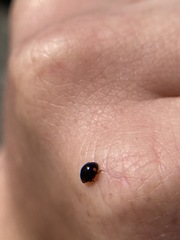 Hyperaspis bigeminata