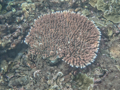 Acropora millepora