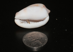 Cypraecassis testiculus