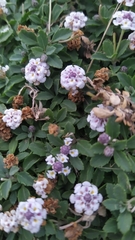 Phyla nodiflora minor