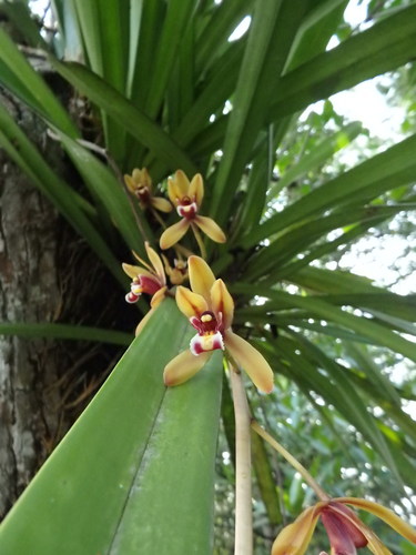 Cymbidium finlaysonianum