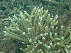 Acropora muricata