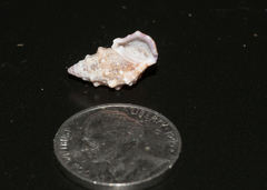 Cerithium litteratum