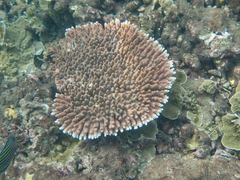 Acropora millepora