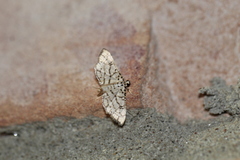 Hileithia rehamalis