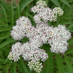 Sambucus ebulus