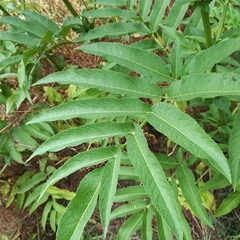 Sambucus ebulus