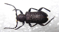 Xylocrius cribratus