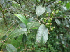 Symplocos macrostroma