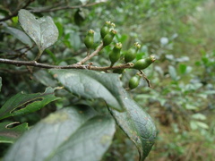 Symplocos macrostroma