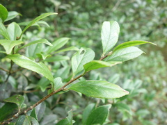 Symplocos macrostroma