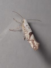Argyresthia curvella