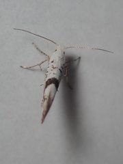 Argyresthia curvella