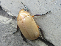 Callistethus plagiicollis