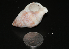 Leucozonia leucozonalis