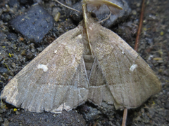 Cidariplura gladiata