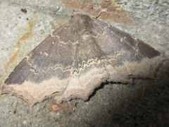 Arytrura subfalcata
