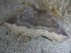 Arytrura subfalcata