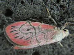 Asuridia carnipicta