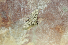 Hileithia rehamalis