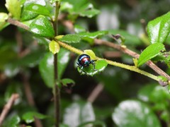 Parheminodes pulcher