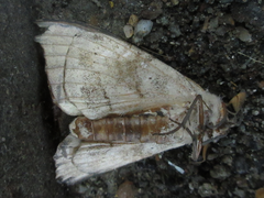 Gangarides coreanus