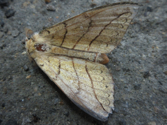 Gangarides coreanus