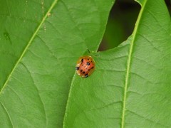 Laccoptera hospita