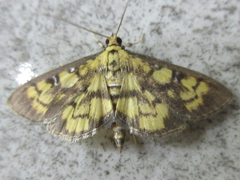 Goniorhynchus exemplaris