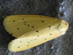 Stigmatophora flava