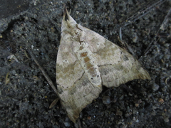 Gangarides coreanus