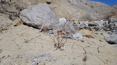 Eriogonum deflexum deflexum