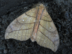 Gangarides coreanus