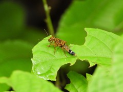 Ontholestes variegatus