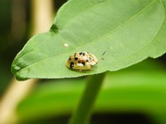 Laccoptera vigintisexnotata