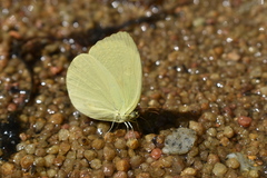 Gandaca harina distanti