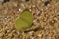 Gandaca harina distanti