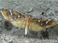 Cotachena alysoni