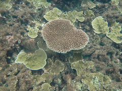 Acropora millepora