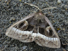 Metopta rectifasciata