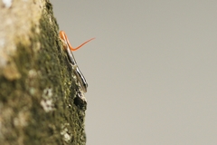 Lipinia microcerca