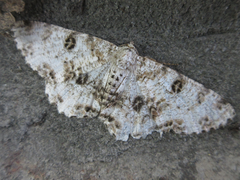 Ophthalmitis albosignaria
