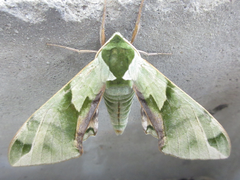 Callambulyx tatarinovii