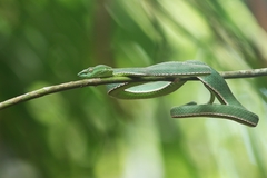 Trimeresurus vogeli