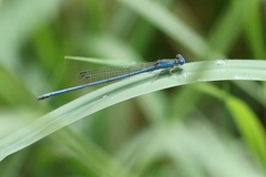 Ceriagrion azureum