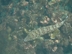 Parapercis millepunctata