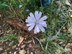Cichorium intybus