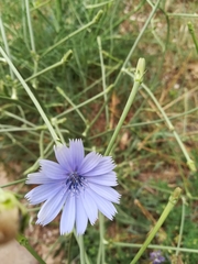 Cichorium intybus