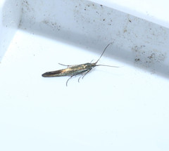Coleophora deauratella
