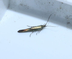 Coleophora deauratella